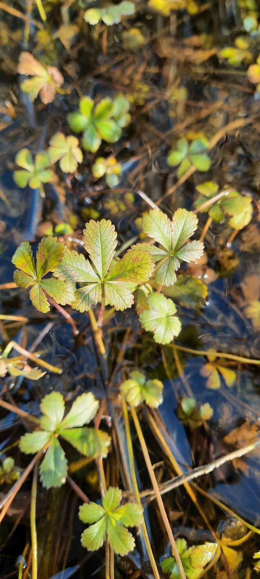 Potentilla anglica (English cinquefoil) (alternate view 15)