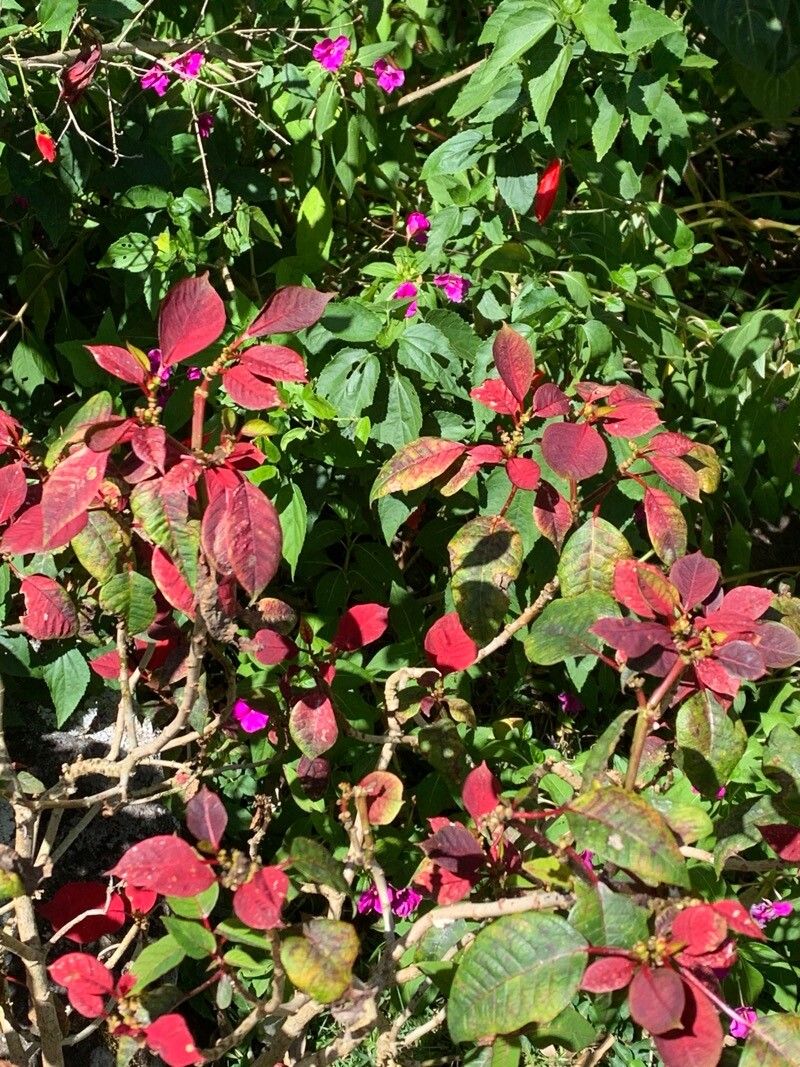 Euphorbia pulcherrima (Poinsettia) (alternate view 12)