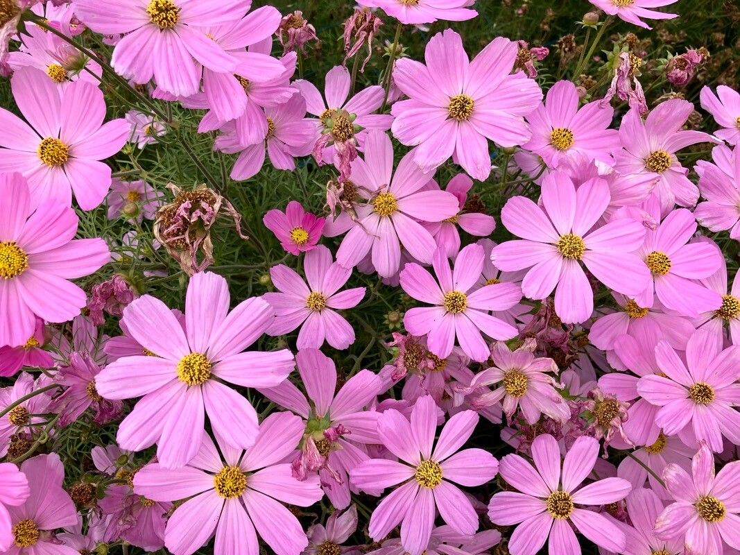 Cosmos bipinnatus (cosmos) (alternate view 2)