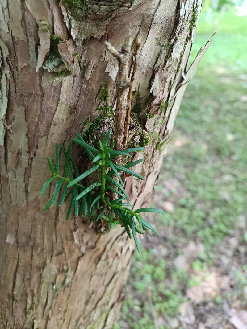Taxus cuspidata (Japanese yew)