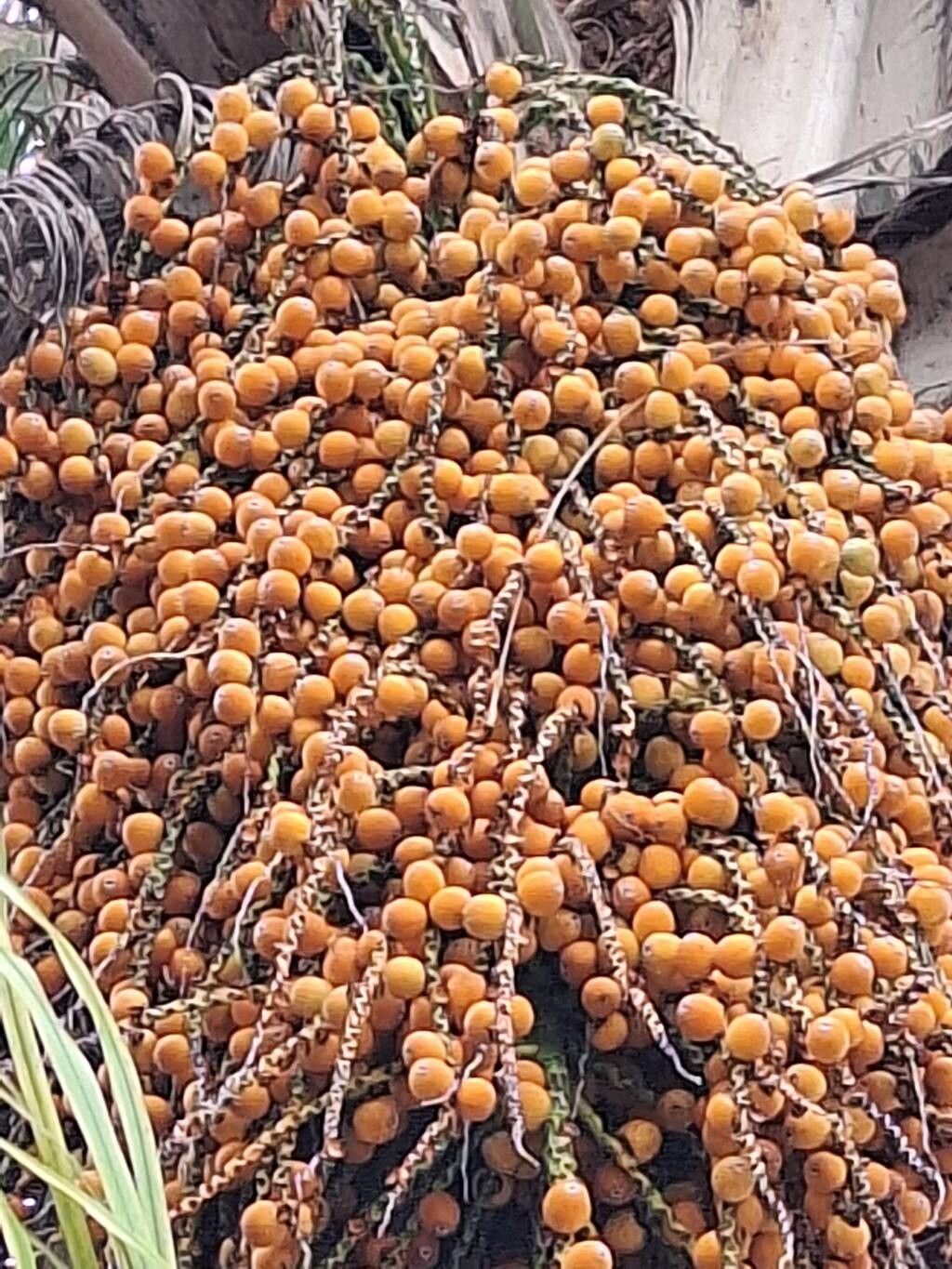Syagrus romanzoffiana (Queen Palm) (alternate view 4)