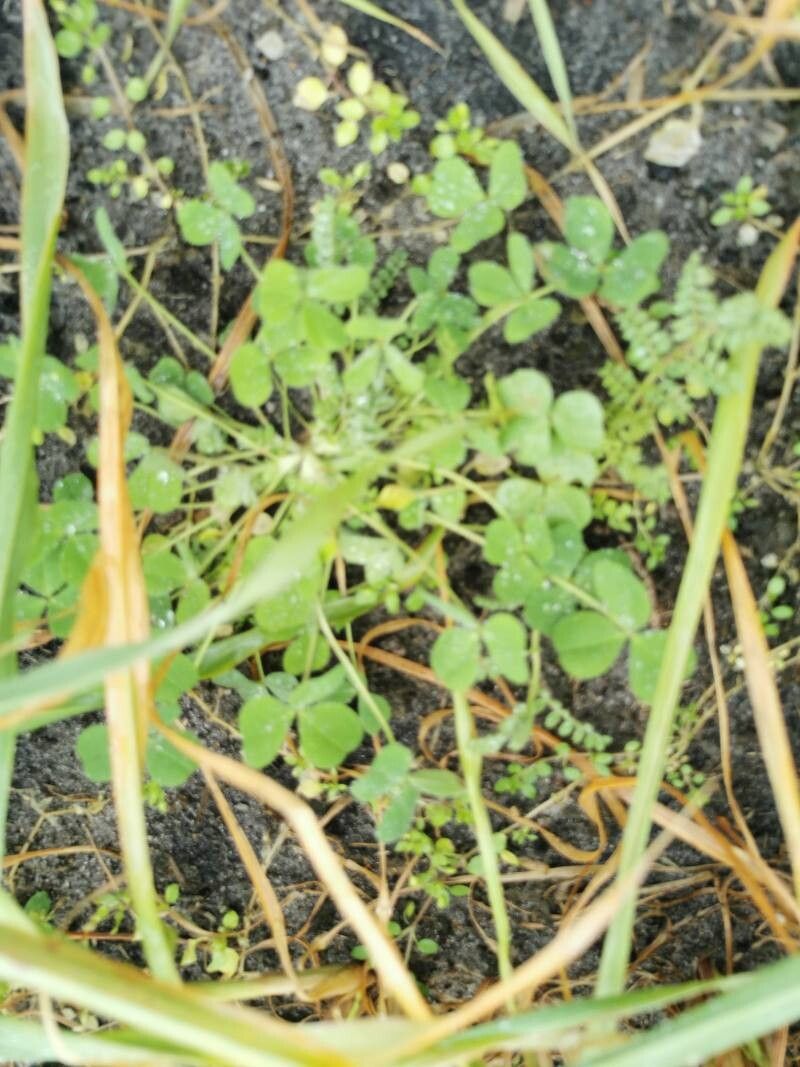 Trifolium hybridum (Alsike clover) (alternate view 14)
