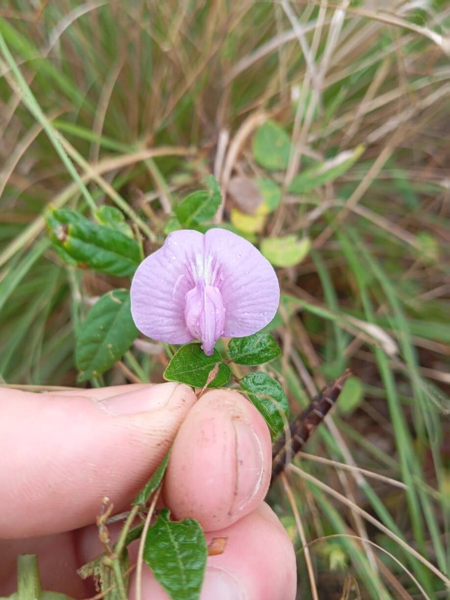 Centrosema virginianum (butterfly pea) (alternate view 11)