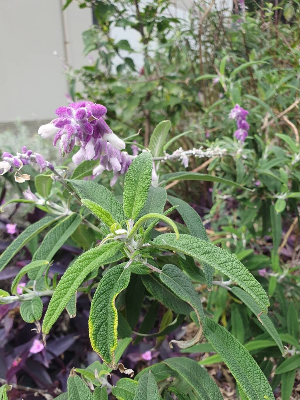 Salvia leucantha (Mexican Bush Sage) (alternate view 10)