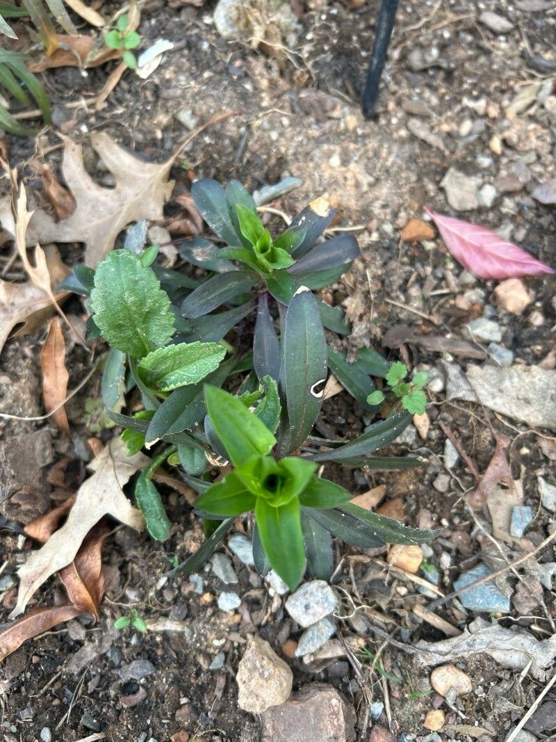 Dianthus barbatus (sweet William) (alternate view 13)