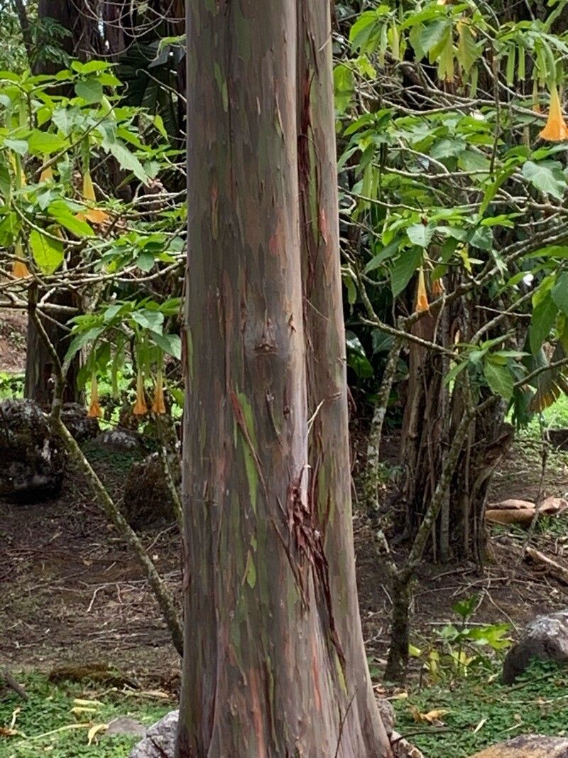 Eucalyptus deglupta (Rainbow Eucalyptus Tree)