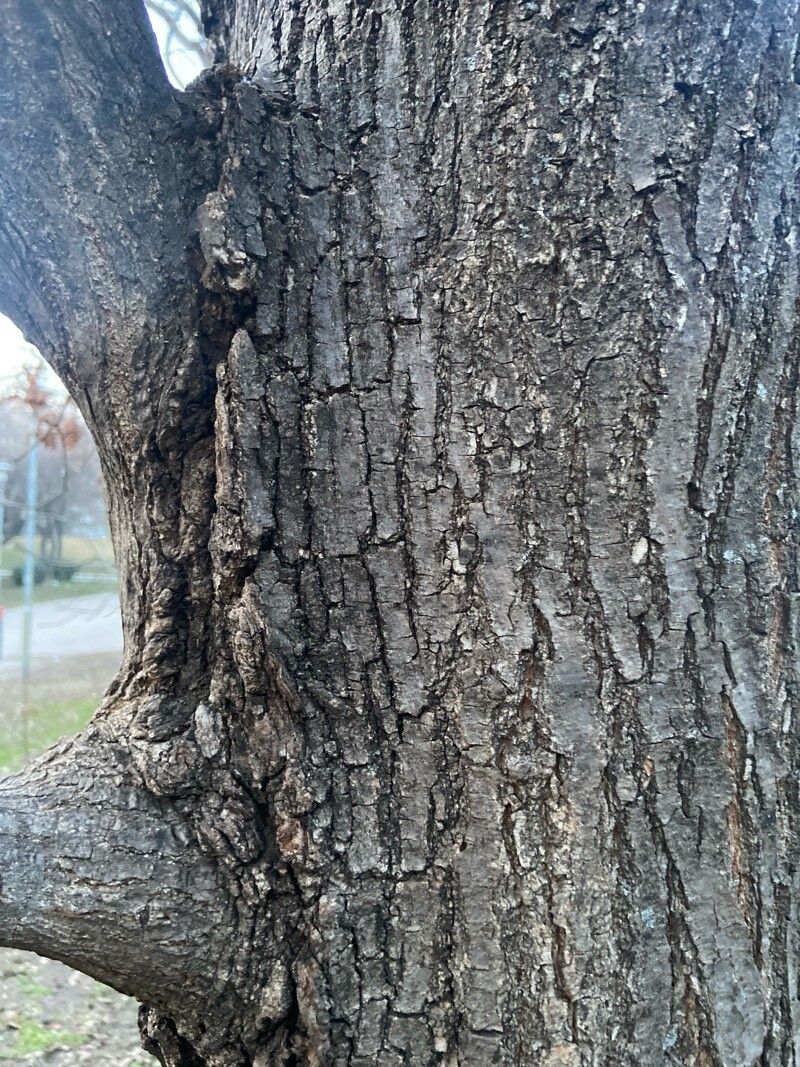 Quercus palustris (pin oak) (alternate view 7)