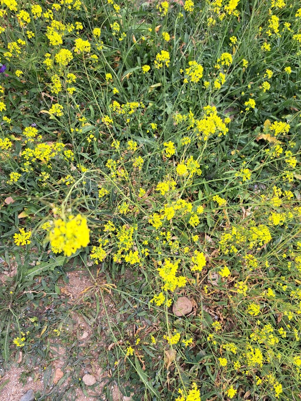 Sisymbrium loeselii (False London-rocket) (alternate view 12)