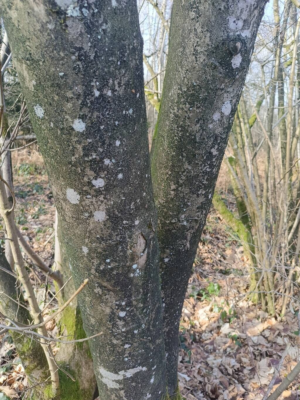 Fraxinus ornus (flowering ash, manna ash) (alternate view 15)