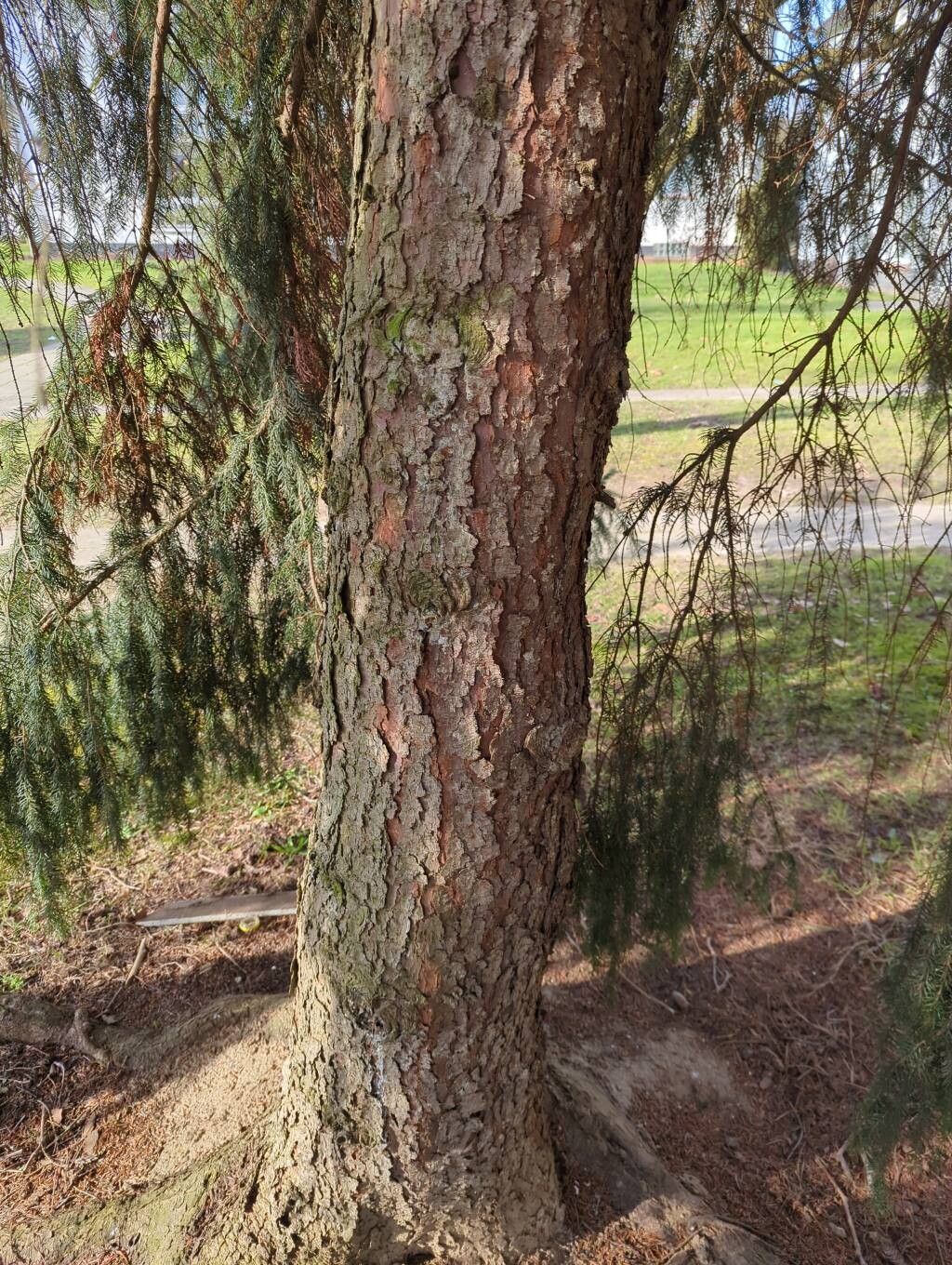 Picea omorika (Serbian Spruce) (alternate view 2)