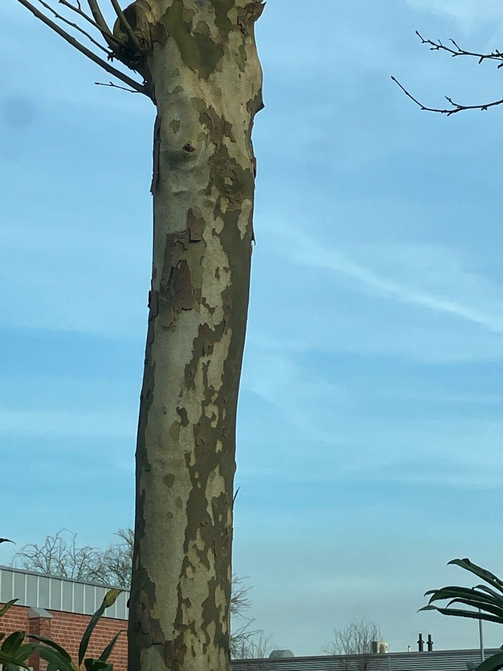 Platanus × hispanica (London Plane) (alternate view 3)