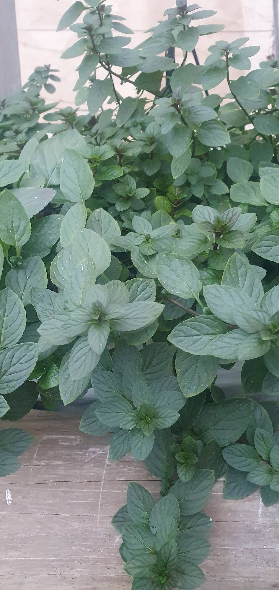 Mentha × piperita (Peppermint) (alternate view 15)