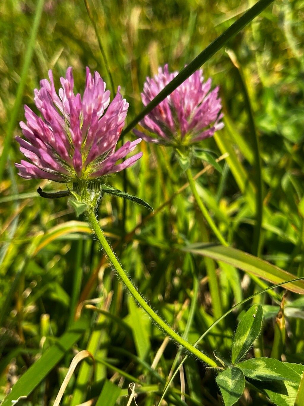 Trifolium medium (Zigzag Clover) (alternate view 14)