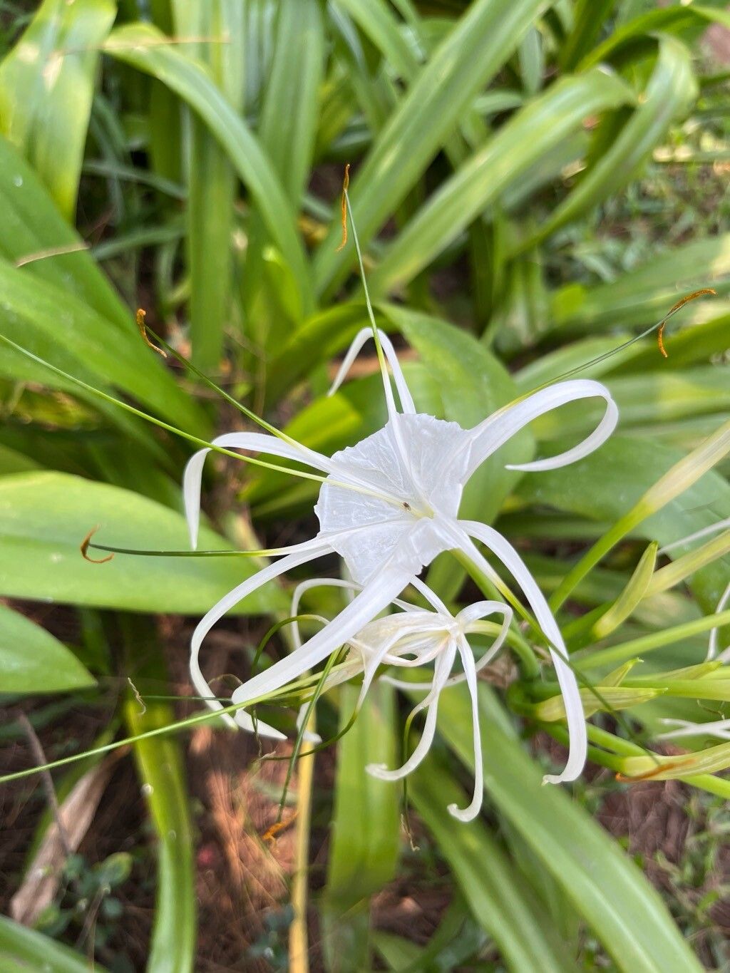 Hymenocallis (spider lilies) (alternate view 2)