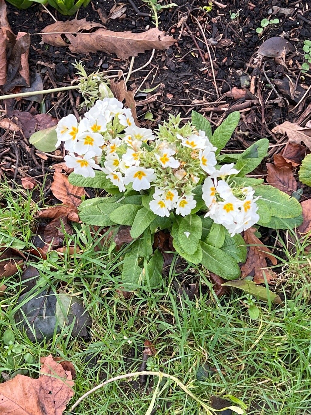 Primula (polyanthus) (alternate view 14)