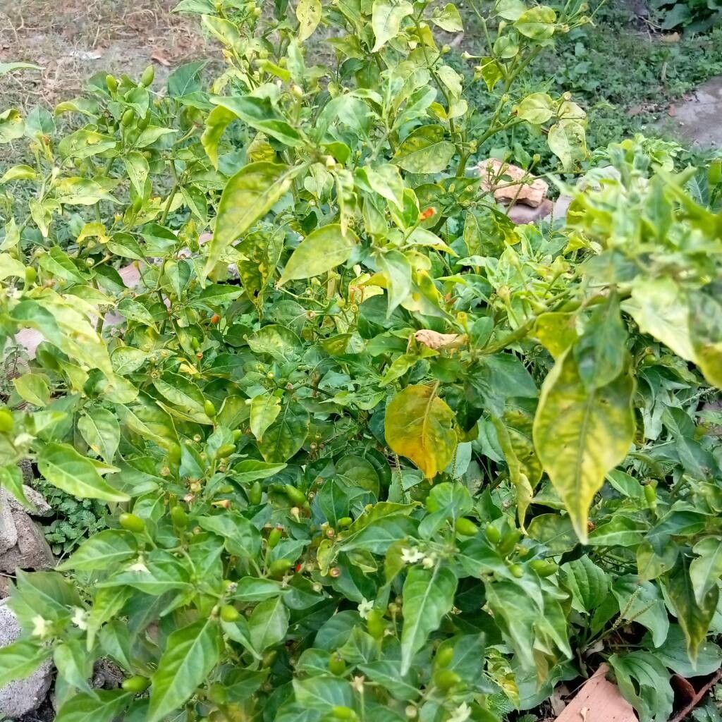 Capsicum (peppers) (alternate view 4)