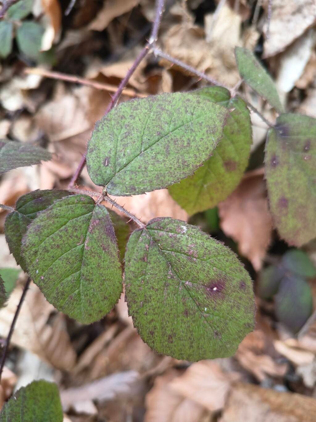 Rubus vestitus (Vested Blackberry) (alternate view 13)