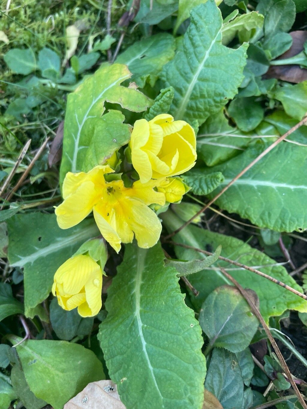 Primula (polyanthus) (alternate view 15)