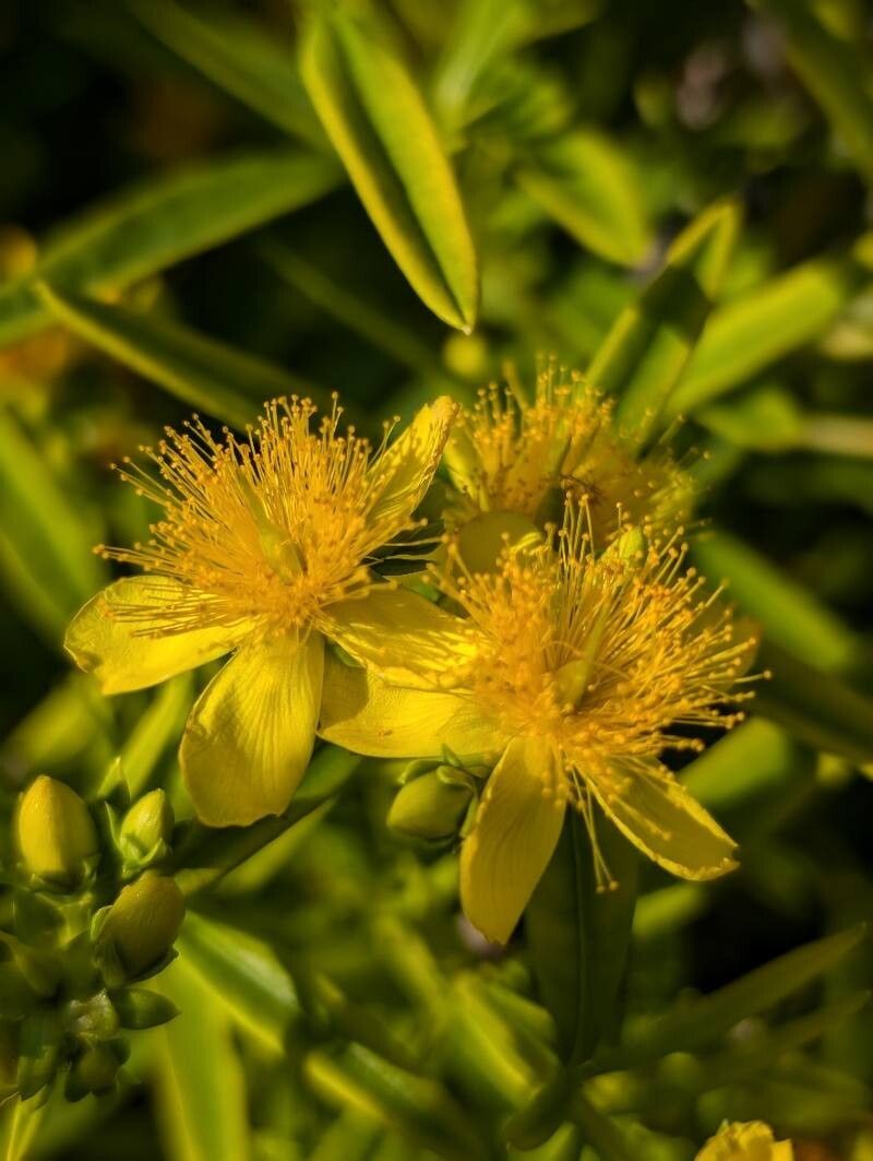 Hypericum kalmianum (Kalm St. John's Wort) (alternate view 11)