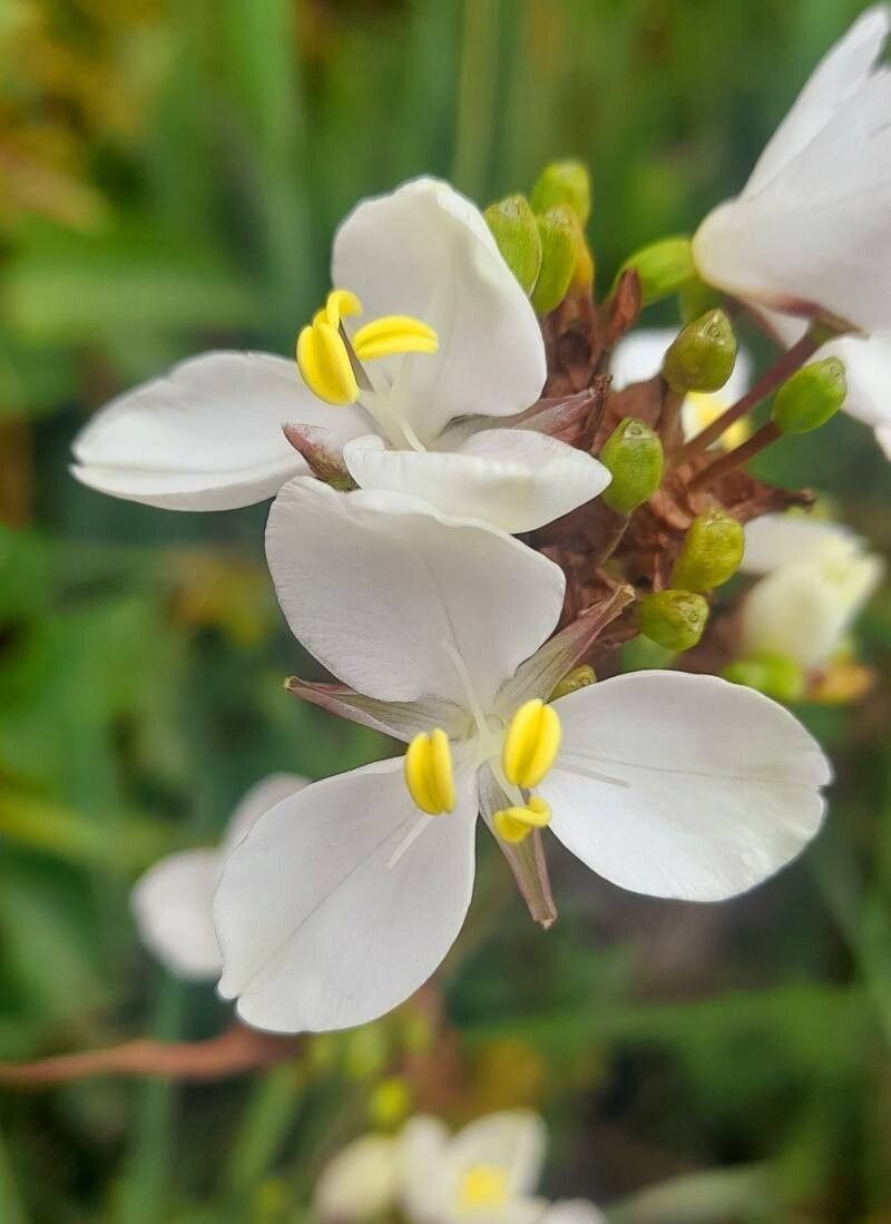 Libertia chilensis (alternate view 2)