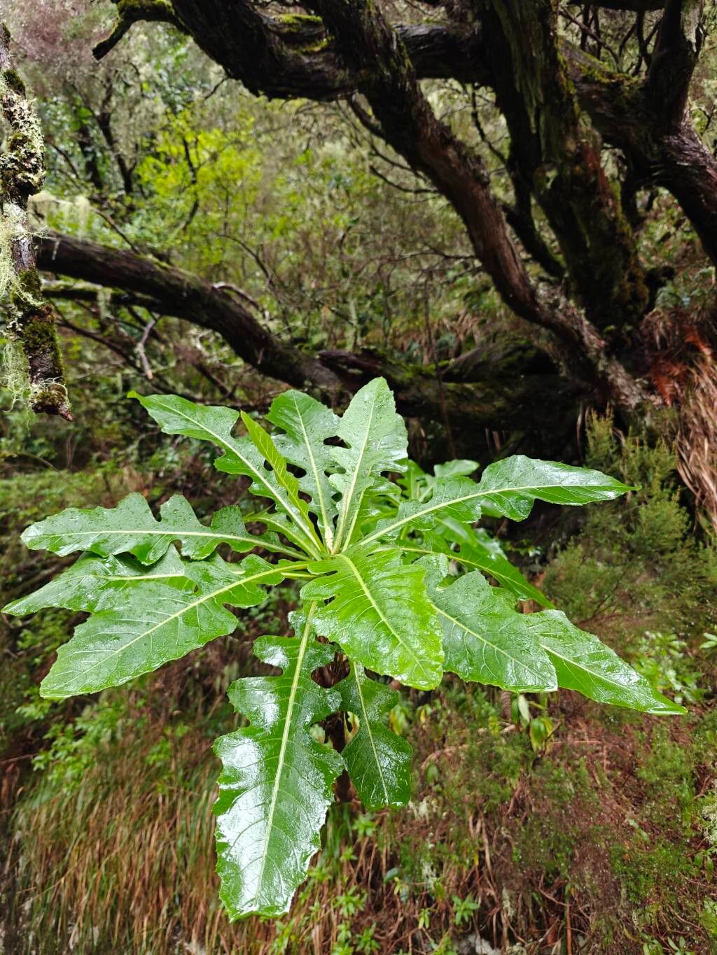 Sonchus fruticosus