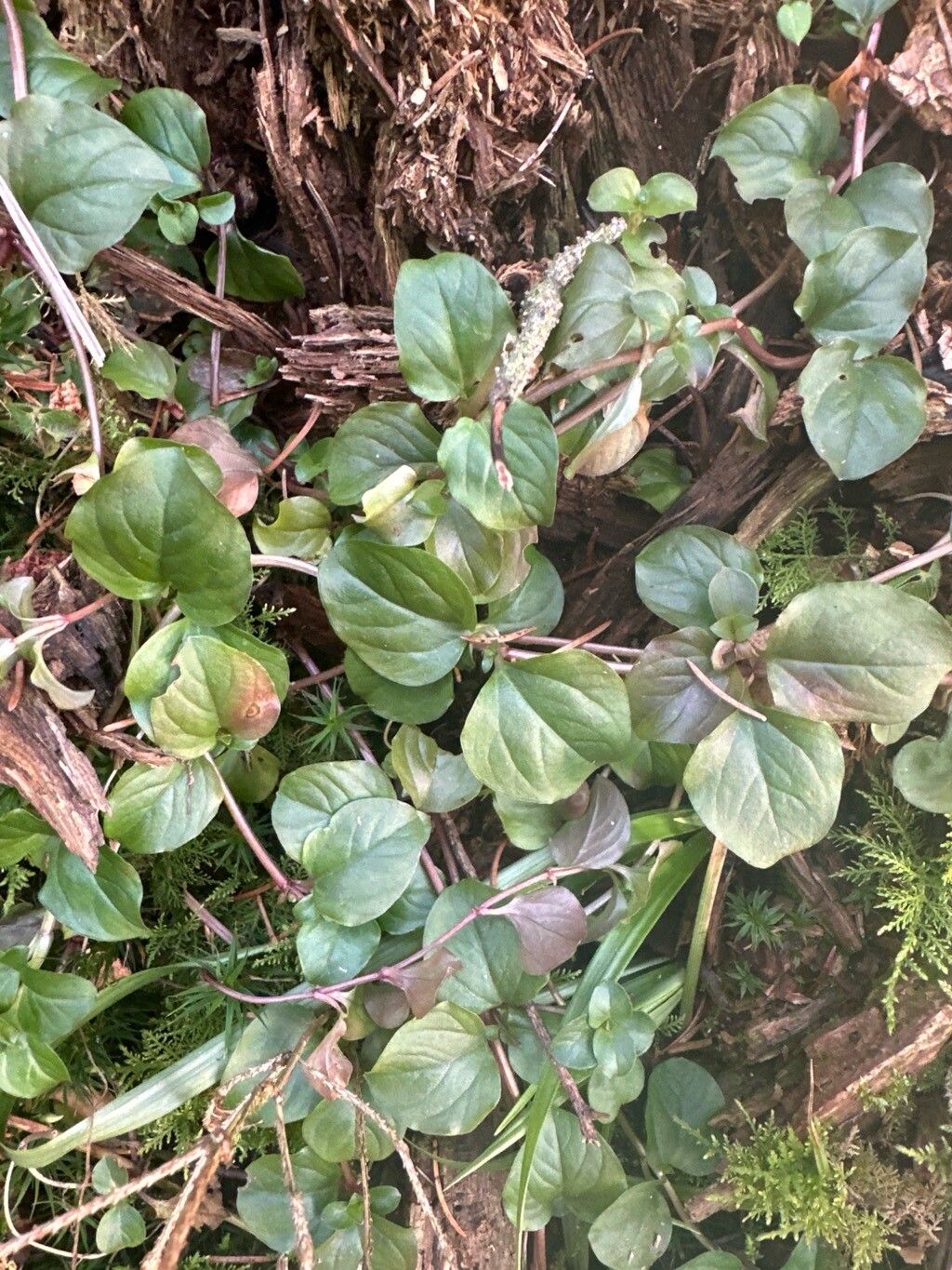 Lysimachia nemorum (Yellow Pimpernel) (alternate view 14)