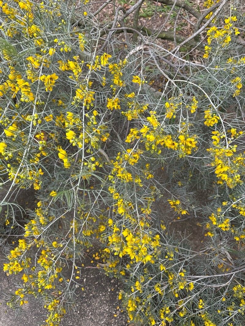 Senna artemisioides (silver senna) (alternate view 15)
