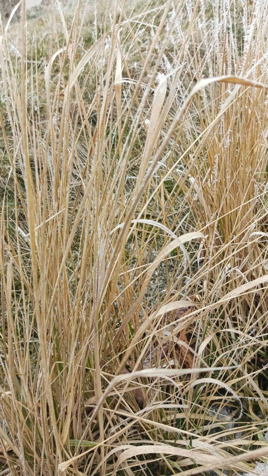 Stipa (Needle Grasses) (alternate view 3)