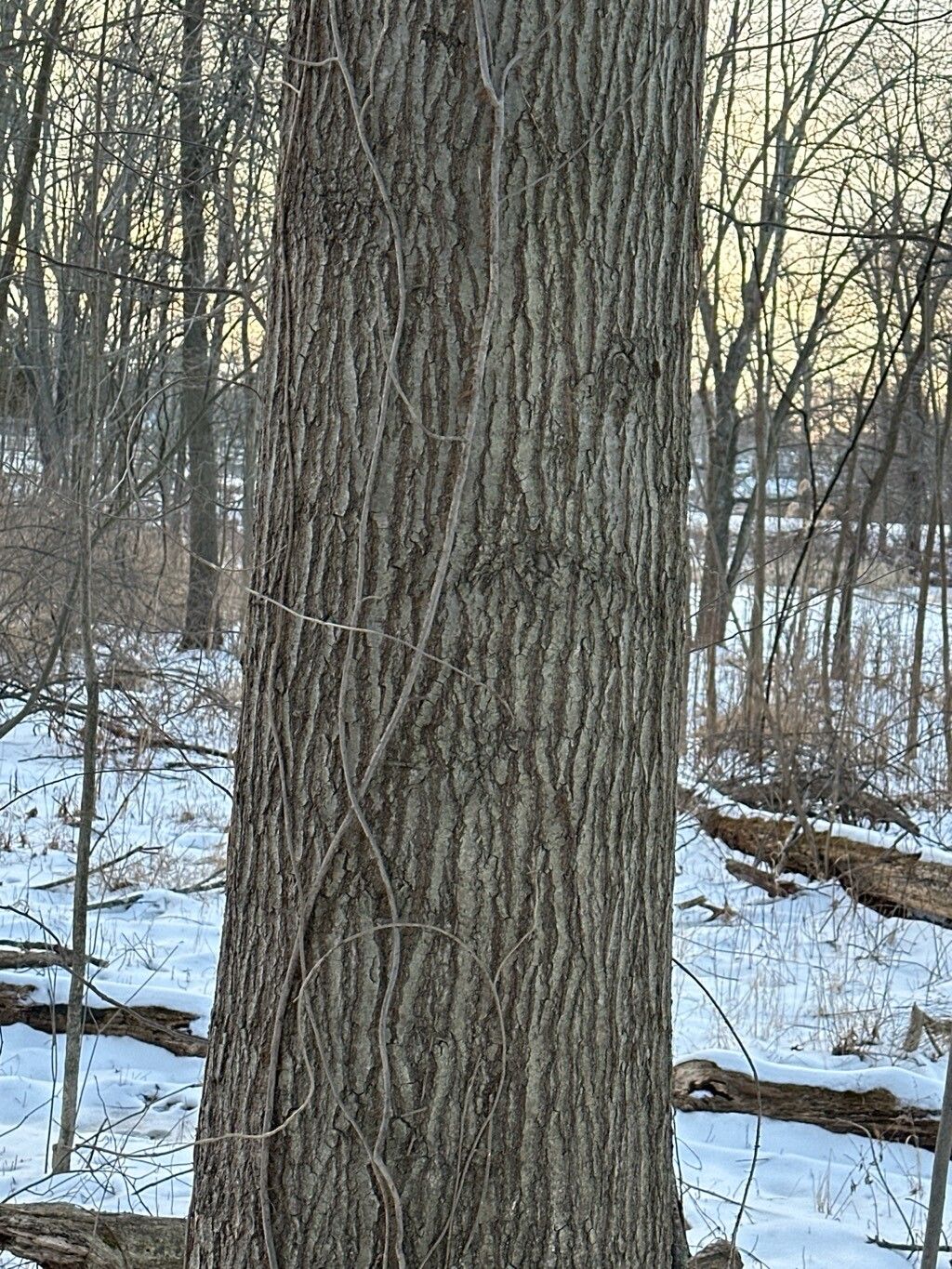 Quercus shumardii (Shumard Oak Tree)