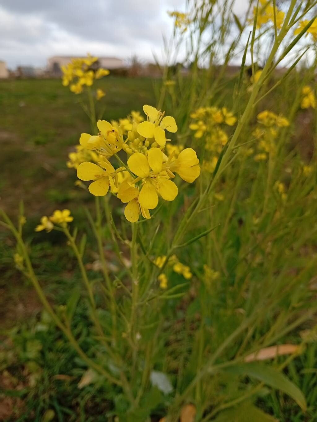 Sisymbrium loeselii (False London-rocket) (alternate view 11)