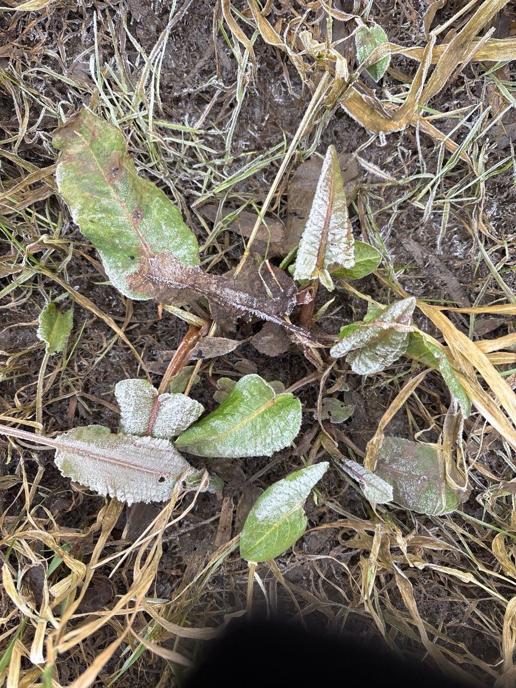 Rumex hydrolapathum (Water Dock) (alternate view 15)