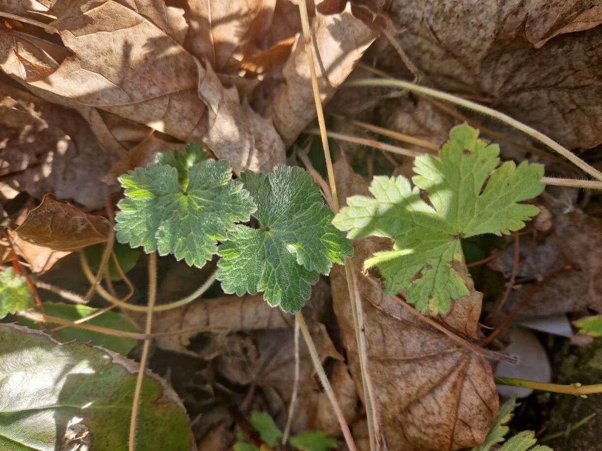Geranium endressii (French Crane's-bill) (alternate view 11)