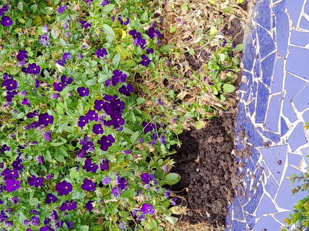 Lobelia erinus (bedding lobelia) (alternate view 11)