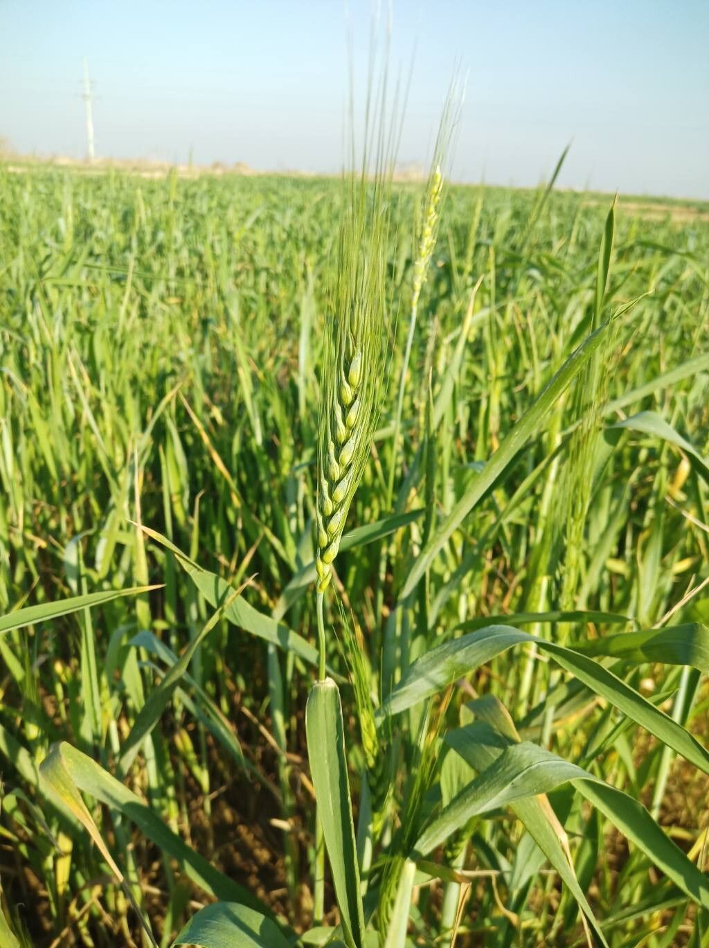 Hordeum vulgare (Common Barley) (alternate view 10)