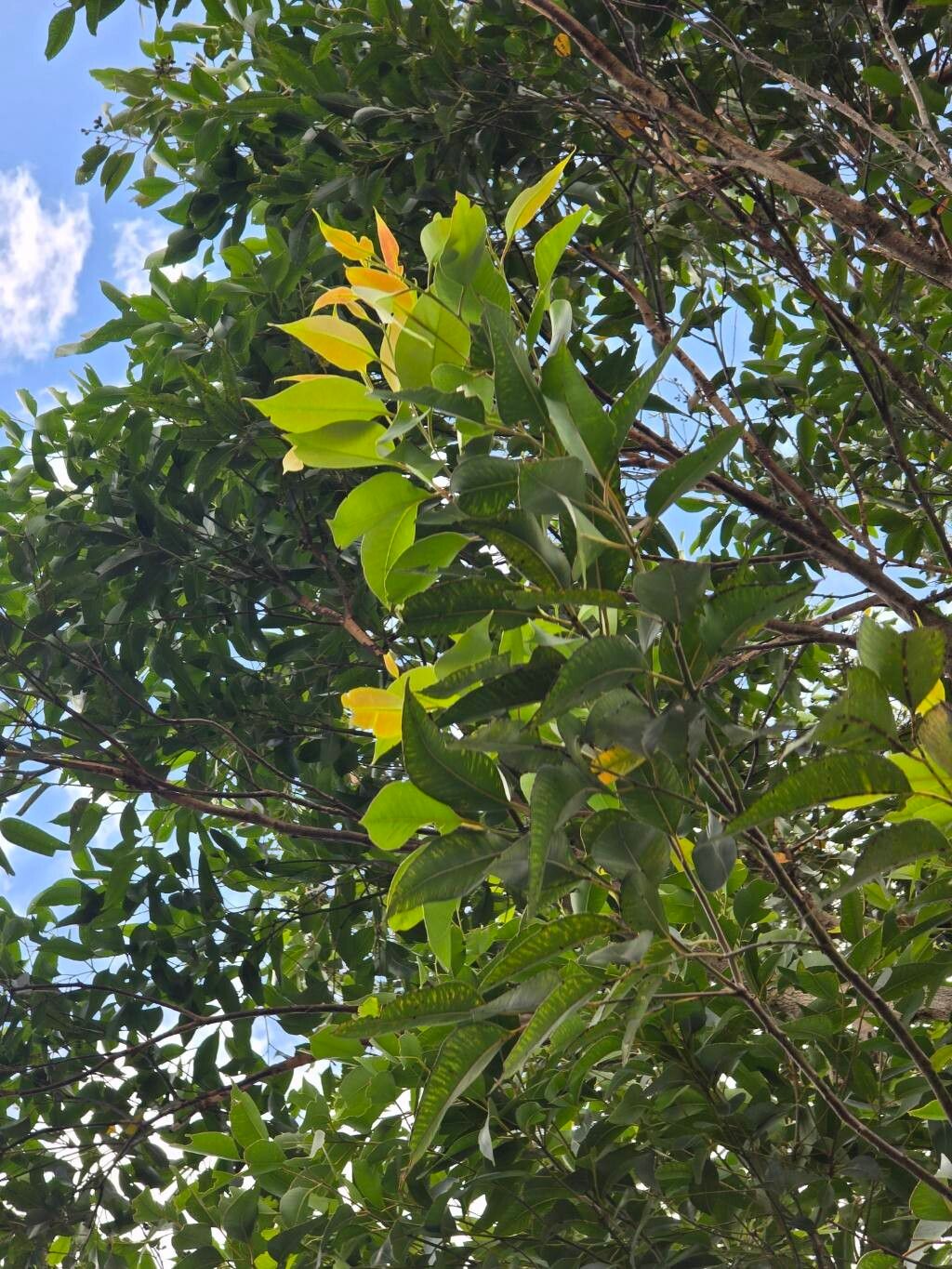 Eucalyptus robusta (Swamp Mahogany) (alternate view 12)