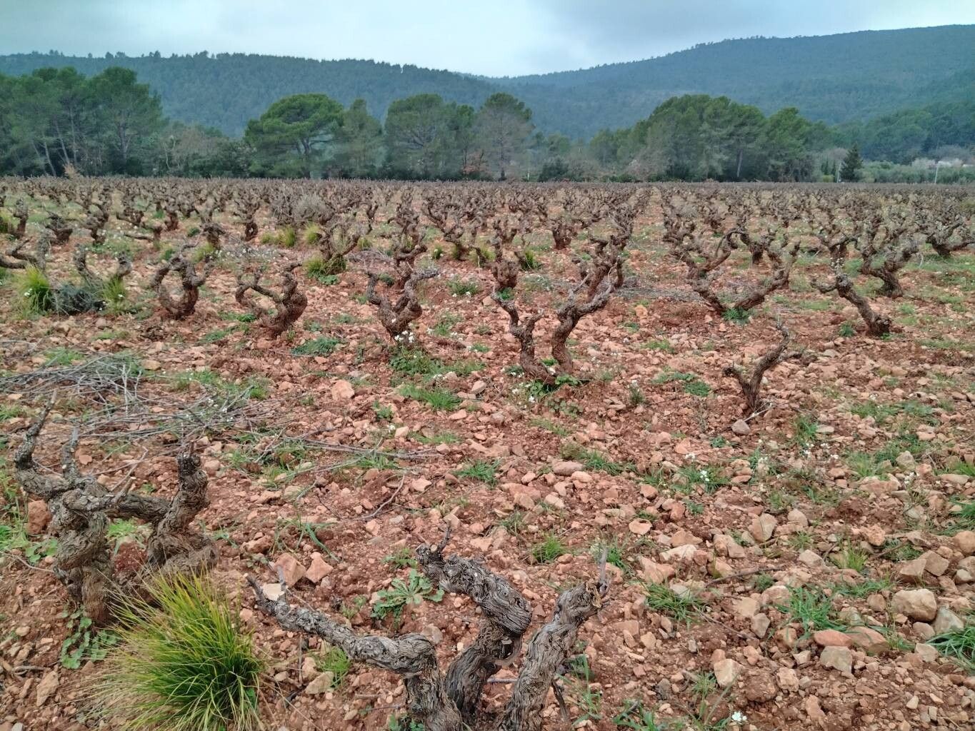 Vitis vinifera (grape) (alternate view 12)