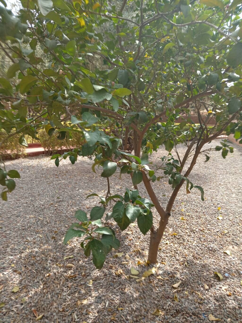 Citrus × meyeri (Meyer Lemon) (alternate view 3)