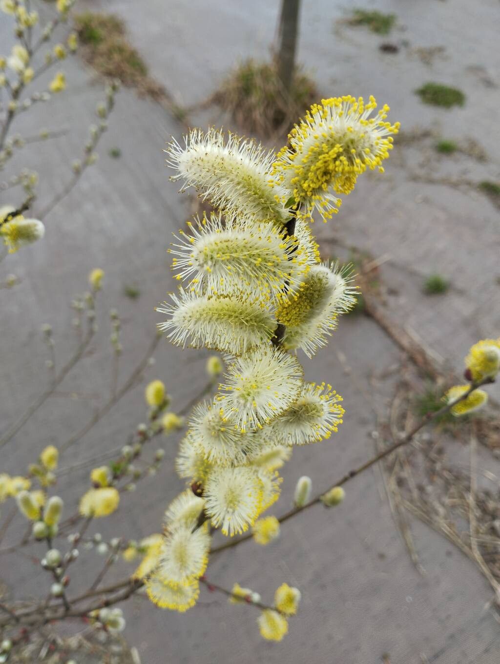 Salix atrocinerea (Rusty Willow) (alternate view 8)