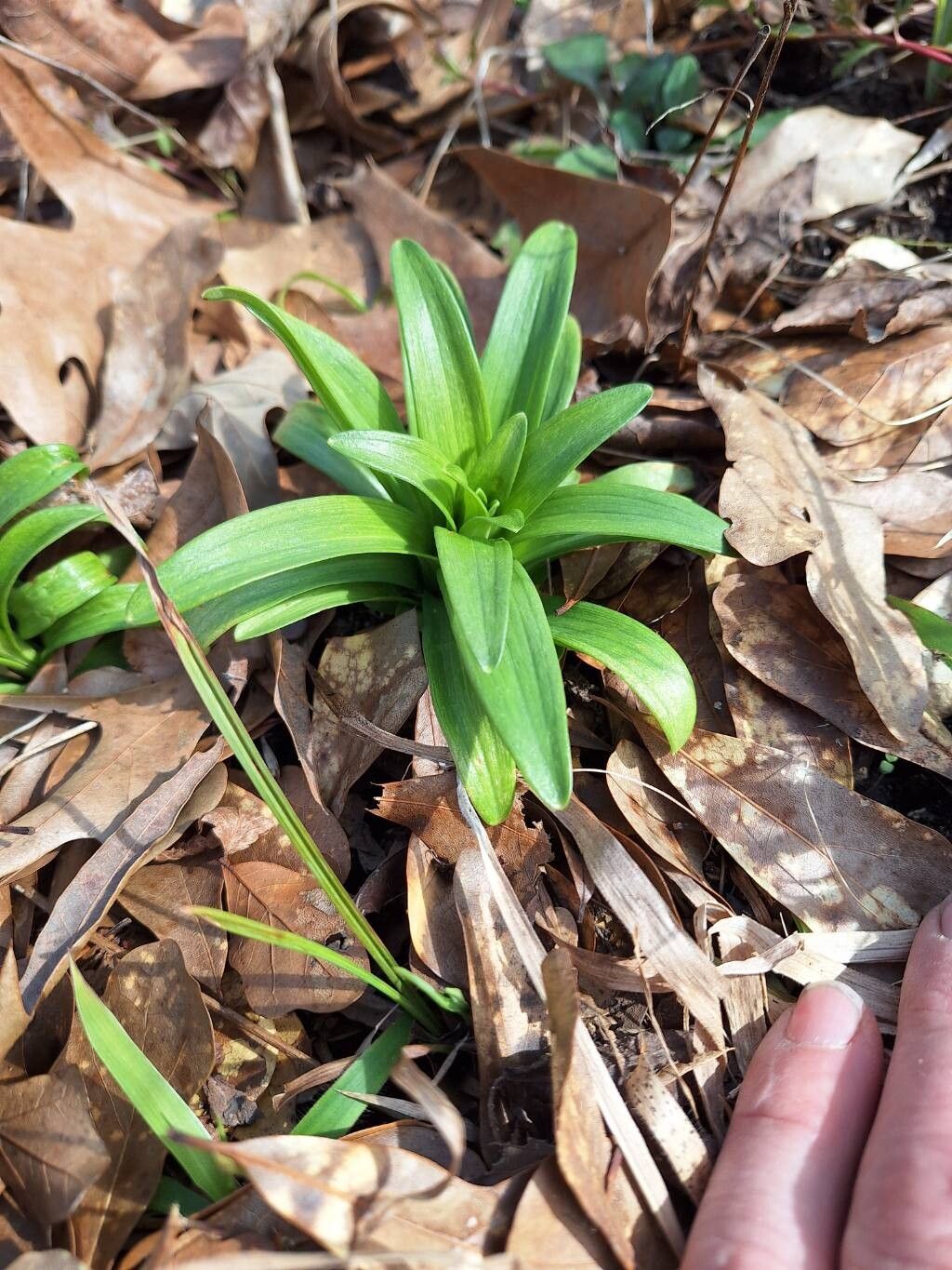 Lilium lancifolium (tiger lily)