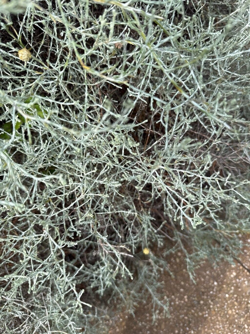 Leucophyta brownii (Cushion Bush) (alternate view 10)