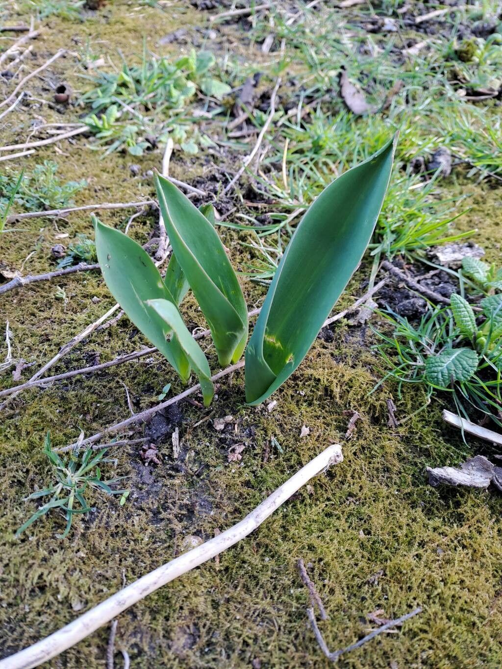 Tulipa gesneriana (Garden Tulip) (alternate view 8)