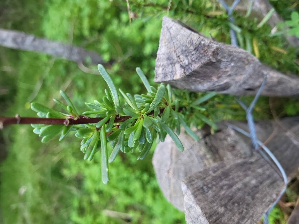 Limbarda crithmoides (Golden Samphire) (alternate view 11)