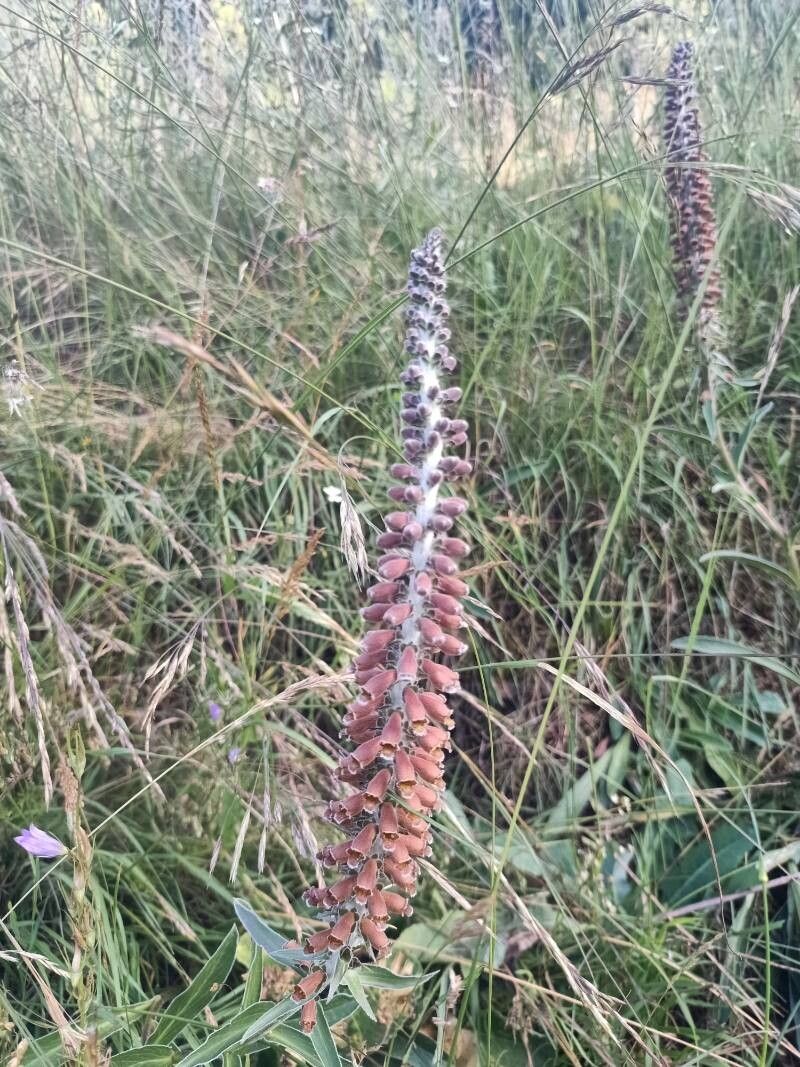 Digitalis parviflora (Small-flowered Foxglove) (alternate view 11)