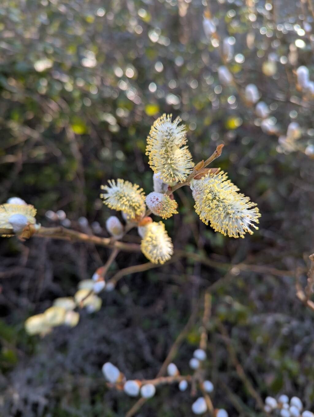 Salix atrocinerea (Rusty Willow) (alternate view 9)