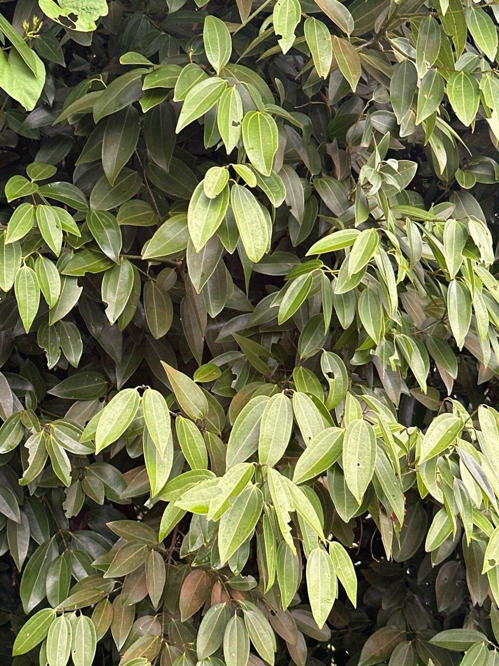 Cinnamomum verum (True Cinnamon) (alternate view 14)