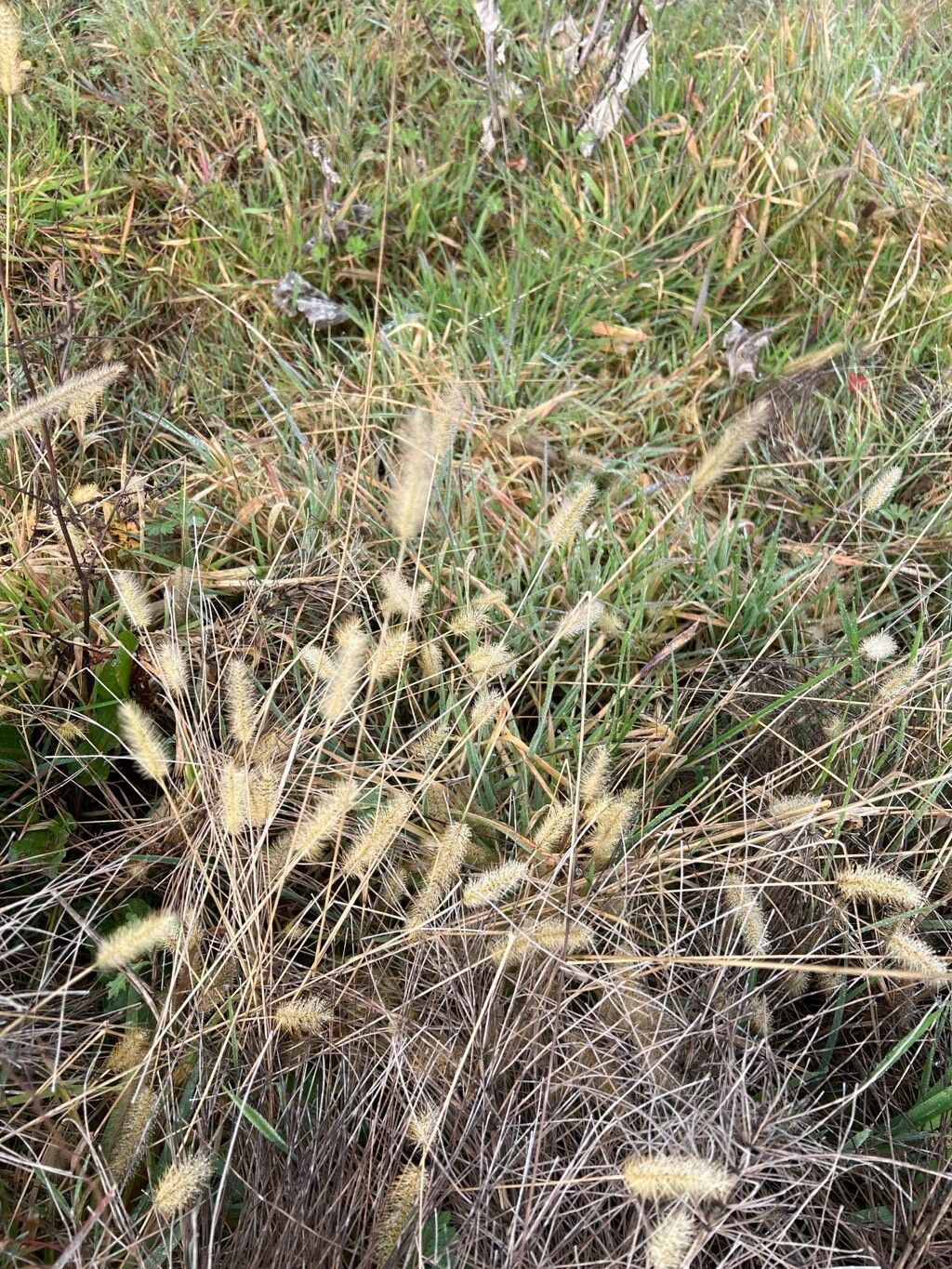 Setaria pumila (yellow foxtail) (alternate view 13)
