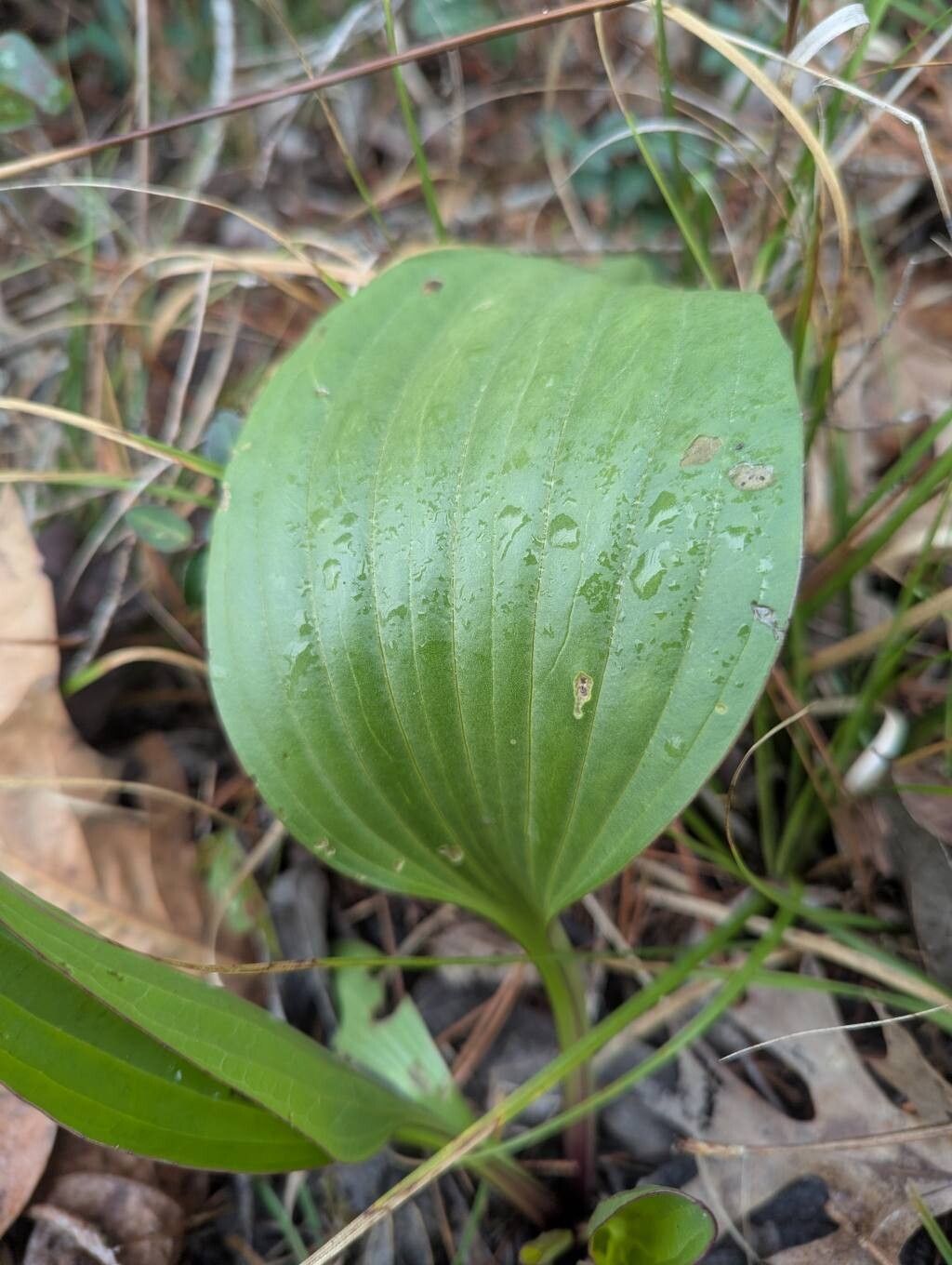 Arnoglossum plantagineum (prairie Indian plantain)