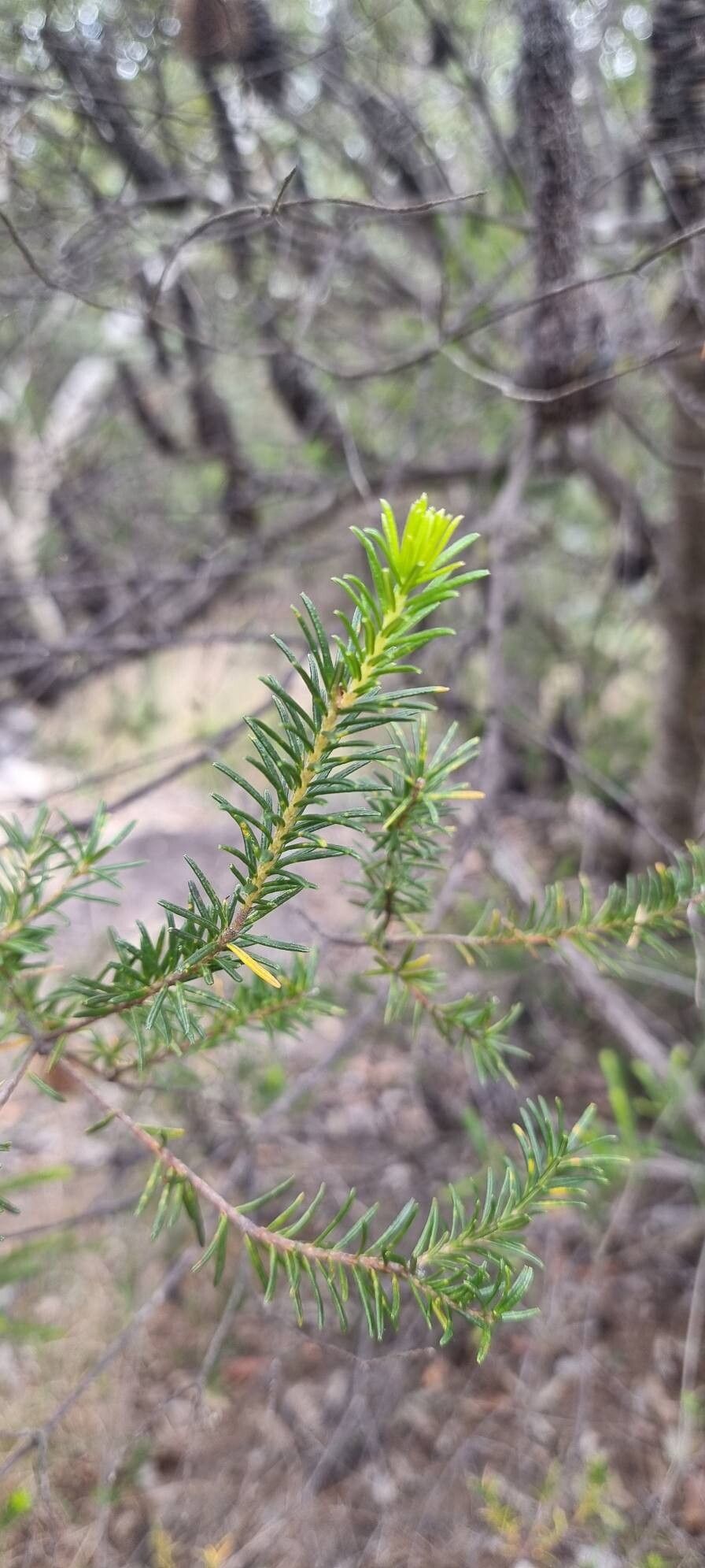 Banksia ericifolia (Heath-leaved banksia) (alternate view 11)