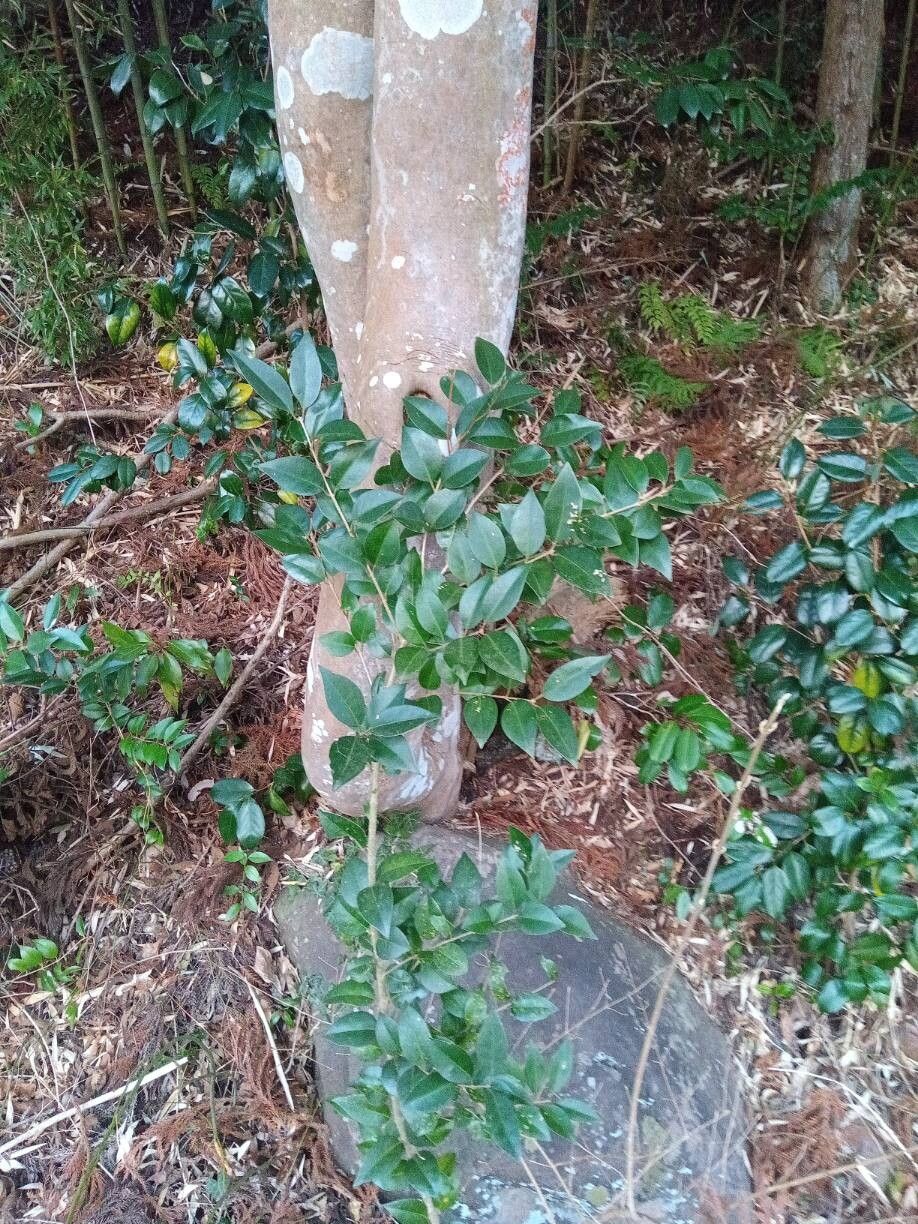 Ligustrum japonicum (Waxleaf Privet) (alternate view 4)