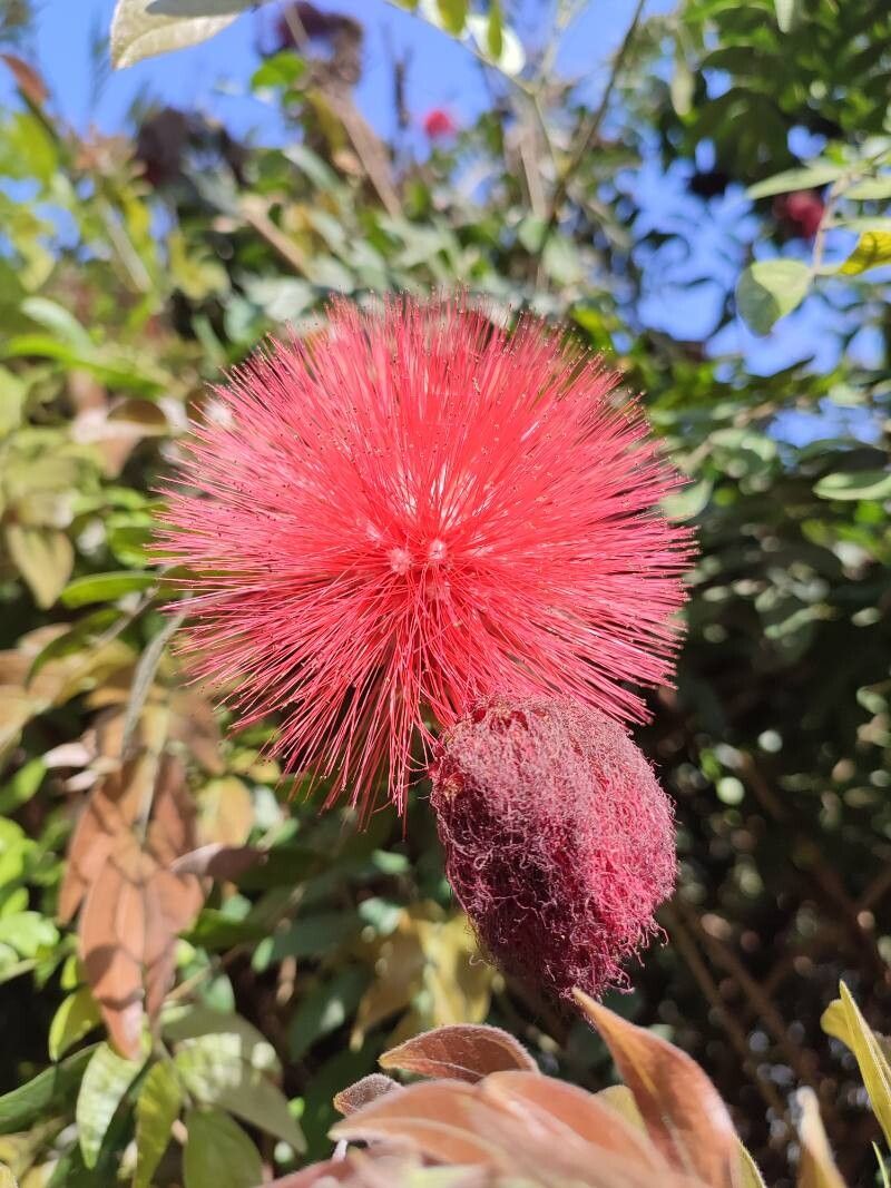 Calliandra haematocephala (Pink Powder Puff) (alternate view 13)